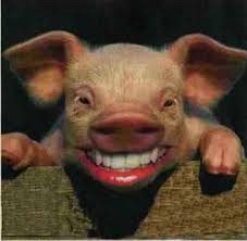 pig smiling