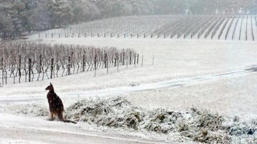 aussie and kangaroo in winter