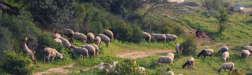 The Lord is my Shepherd