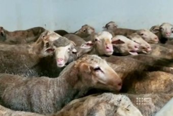 sheep for export