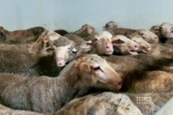sheep for export