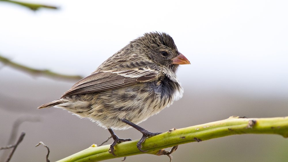 adaptationengineering-1000x563-Stage