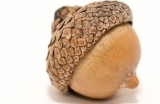 nut nature-3248835__340Edited