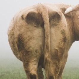 backside of cow-472842_960_720Edited