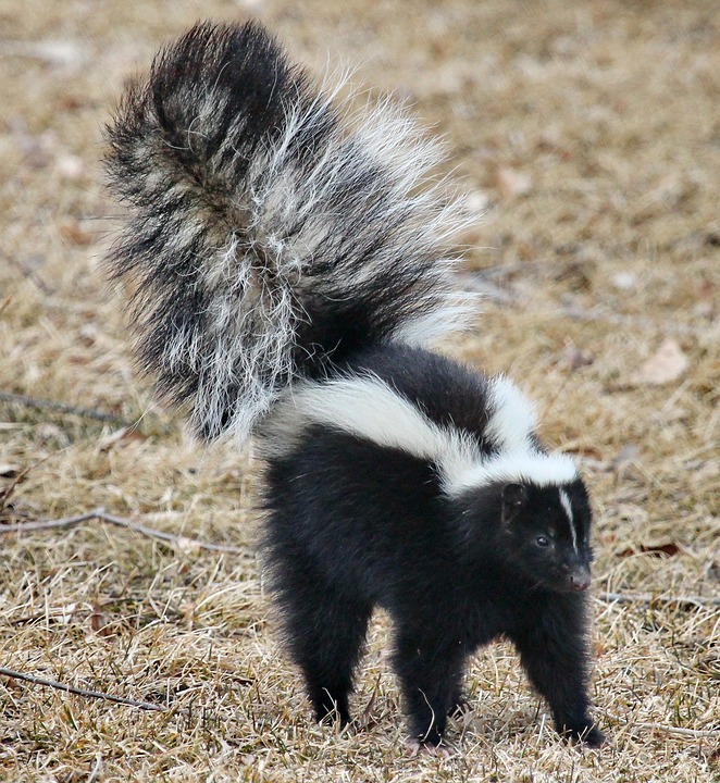 skunk-1239764_960_720